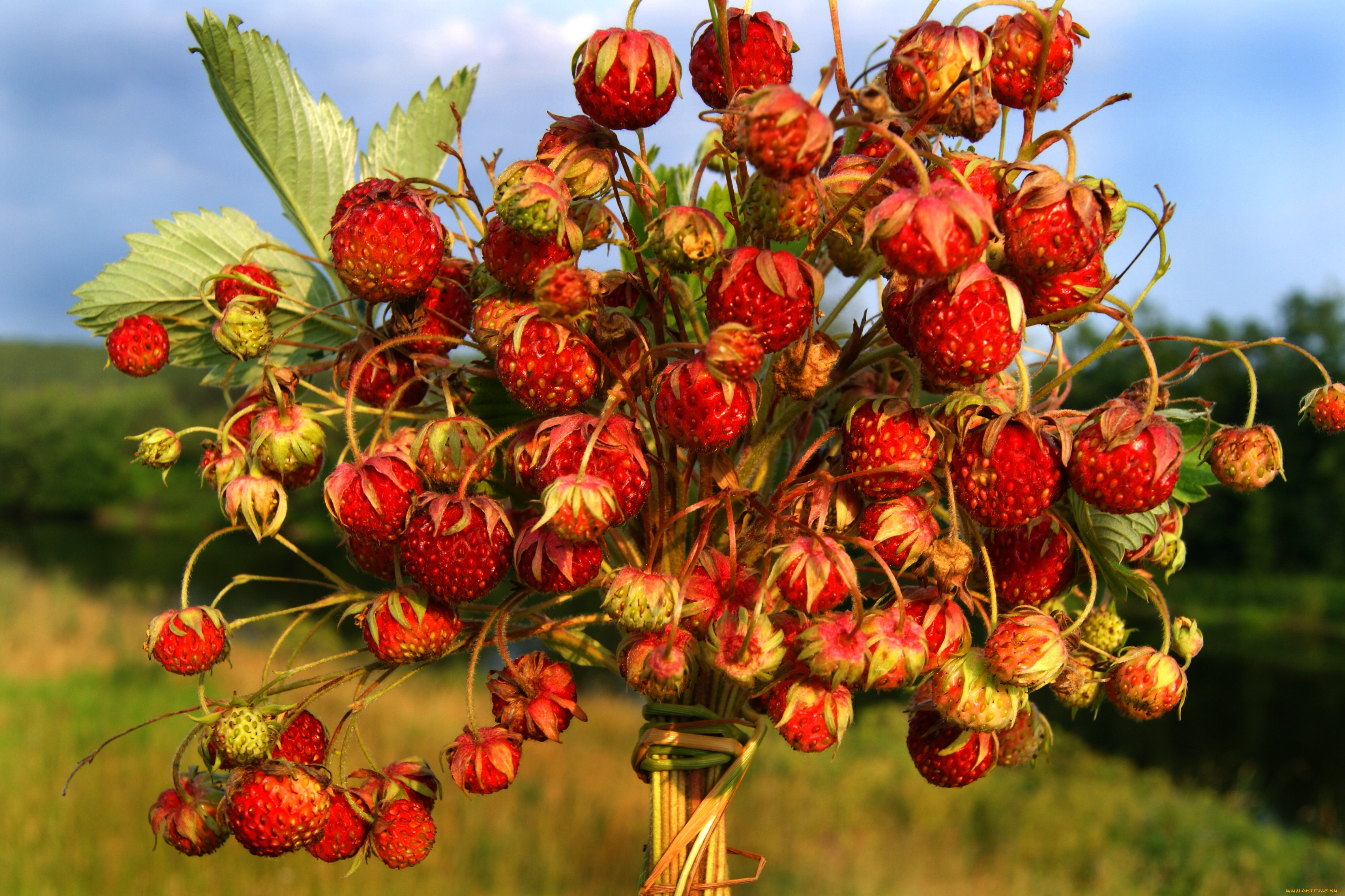 клубника лесная фото ягода